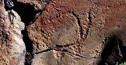 mf_stamb250x130